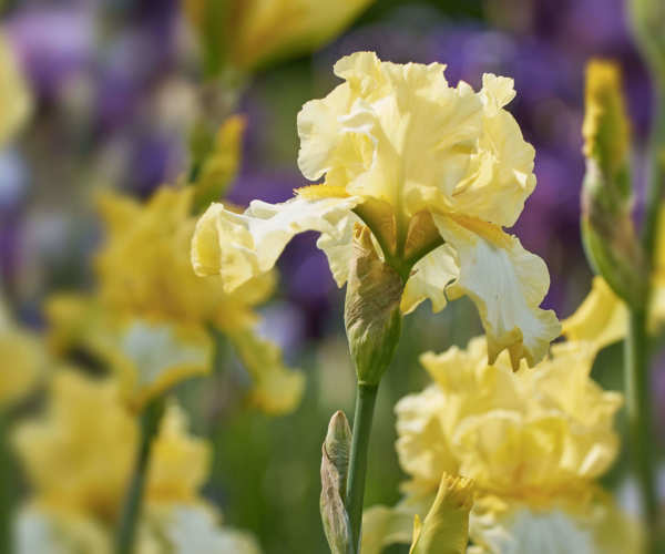 Iris jaune, gros plan