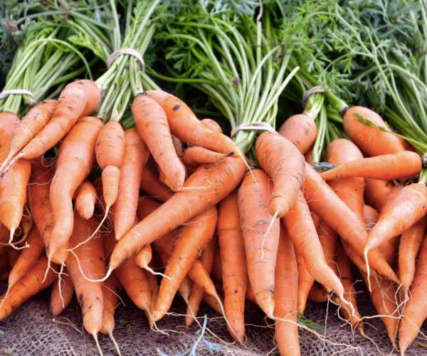 Bottes de carottes fanes
